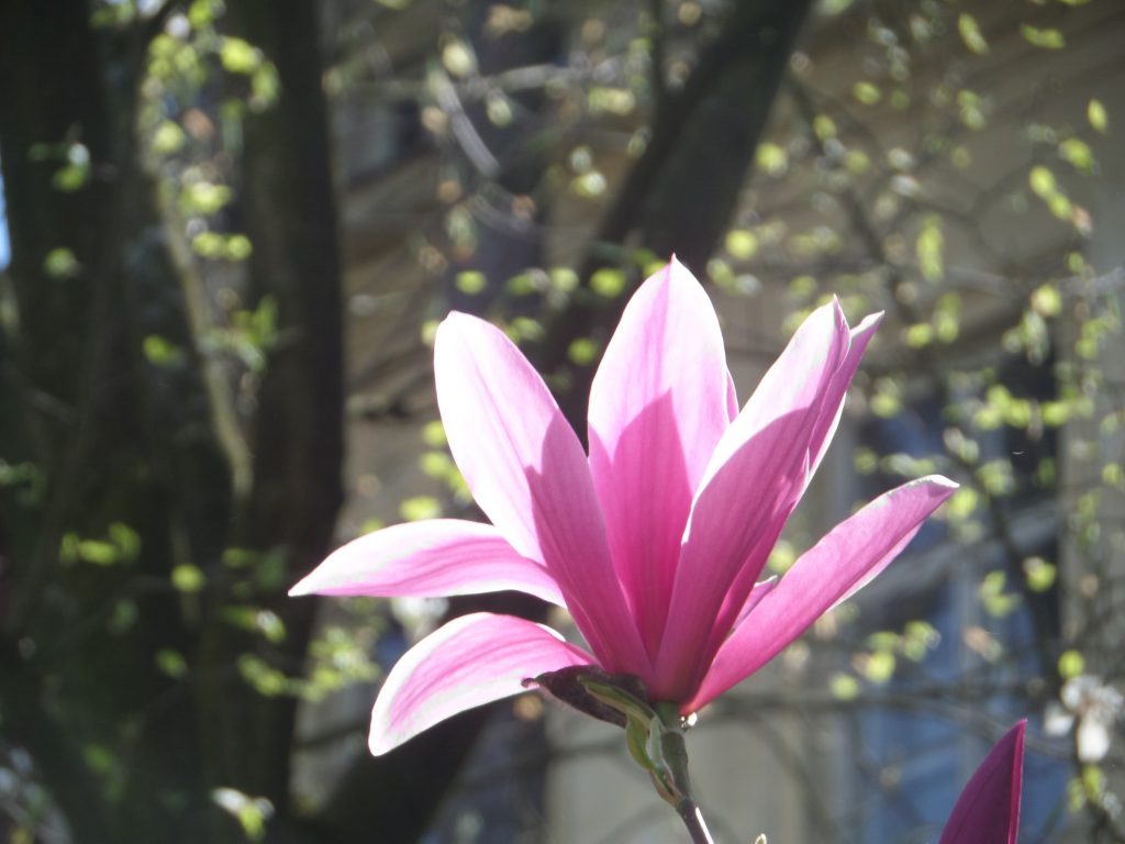 Botaniska i Lviv magnolia blomma